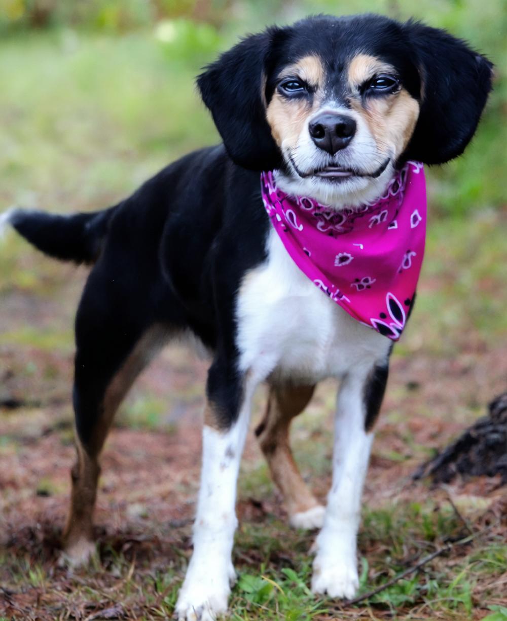 Athena, an adoptable Beagle, Terrier in Cheboygan, MI, 49721 | Photo Image 2