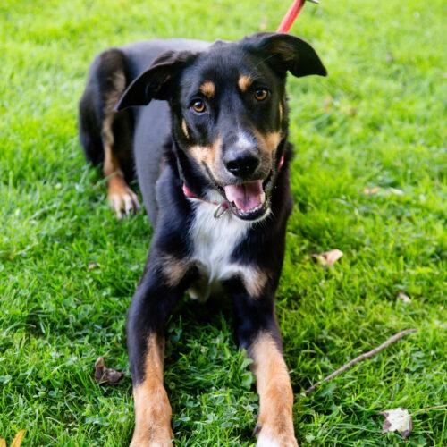Enlarge Maxwell, a Adoptable mixed breed in Duart, ON image 1/4