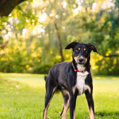 Maxwell, Adoptable, Adult Male Australian Shepherd & Mixed Breed.