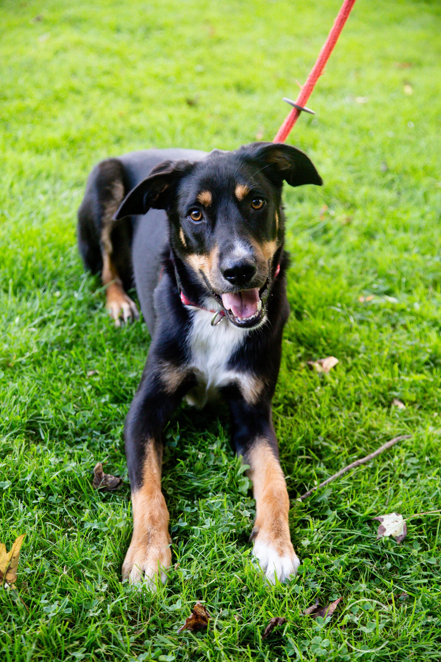Enlarge Maxwell, a Adoptable mixed breed in Duart, ON image 2/4