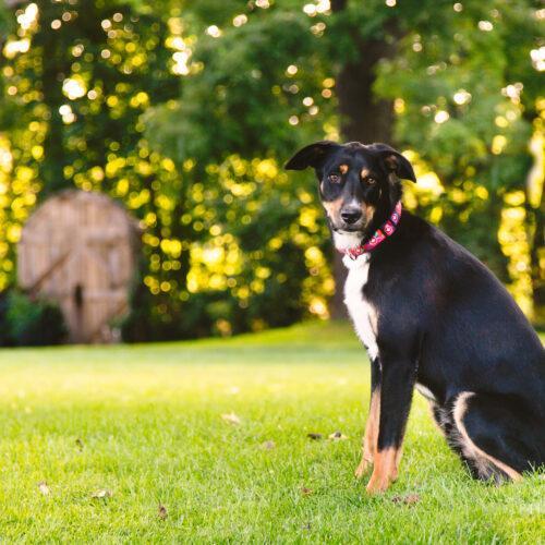 Enlarge Maxwell, a Adoptable mixed breed in Duart, ON image 3/4