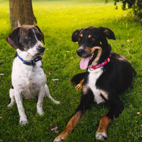 Enlarge Maxwell, a Adoptable mixed breed in Duart, ON image 4/4