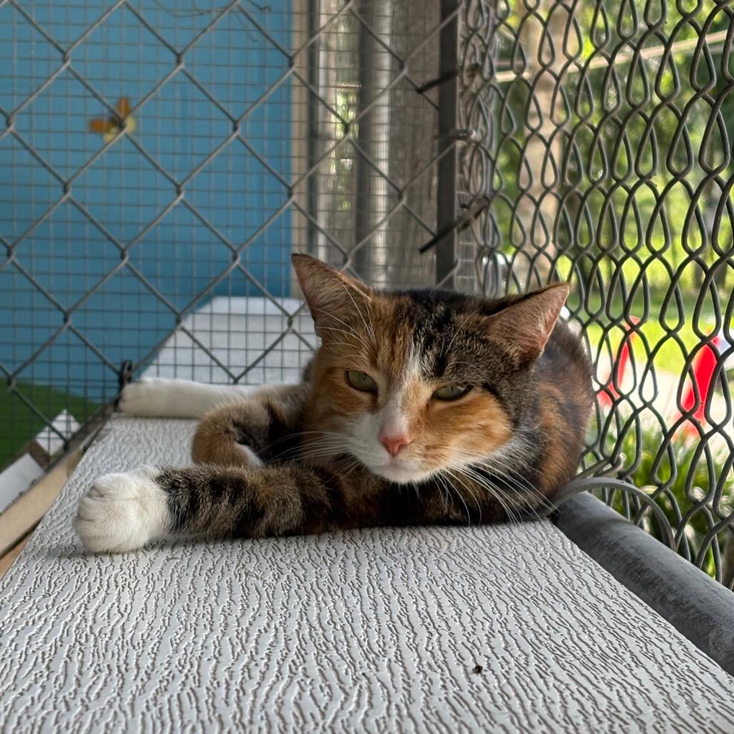 Enlarge Larkin 28426, a Adoptable Domestic Short Hair in Middleburg, FL image 1/2