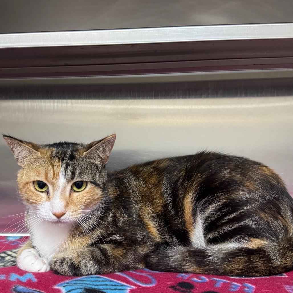 Larkin 28426, Adoptable, Adult Female Domestic Short Hair.