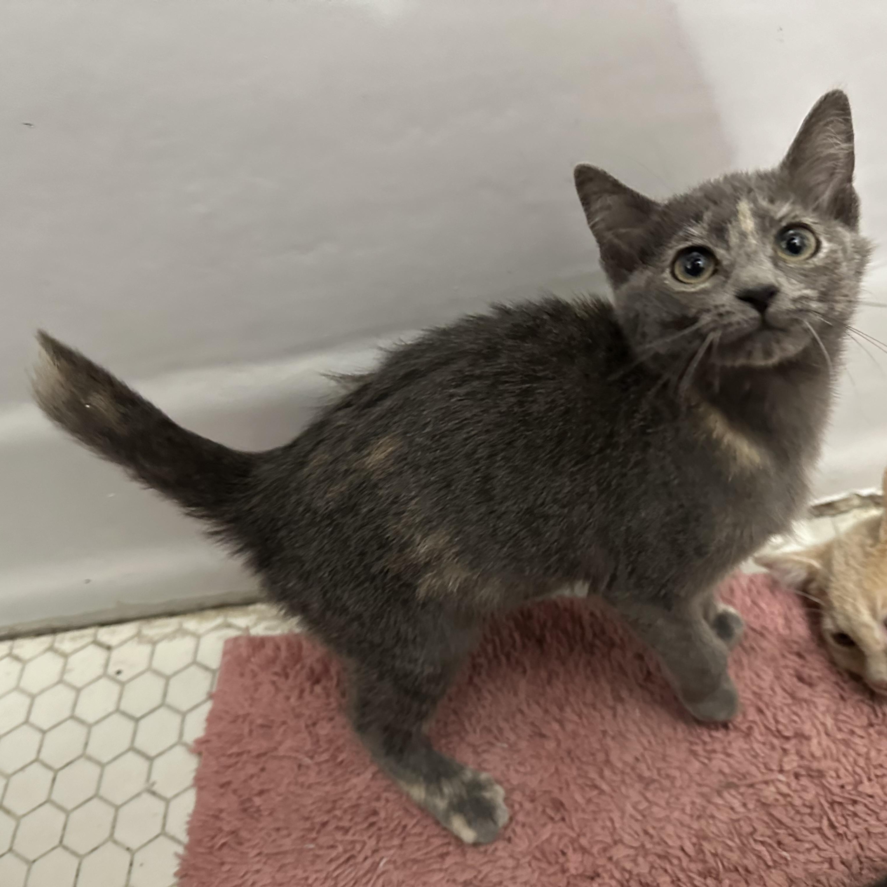 Gaz, adopted, Kitten Female Domestic Short Hair.