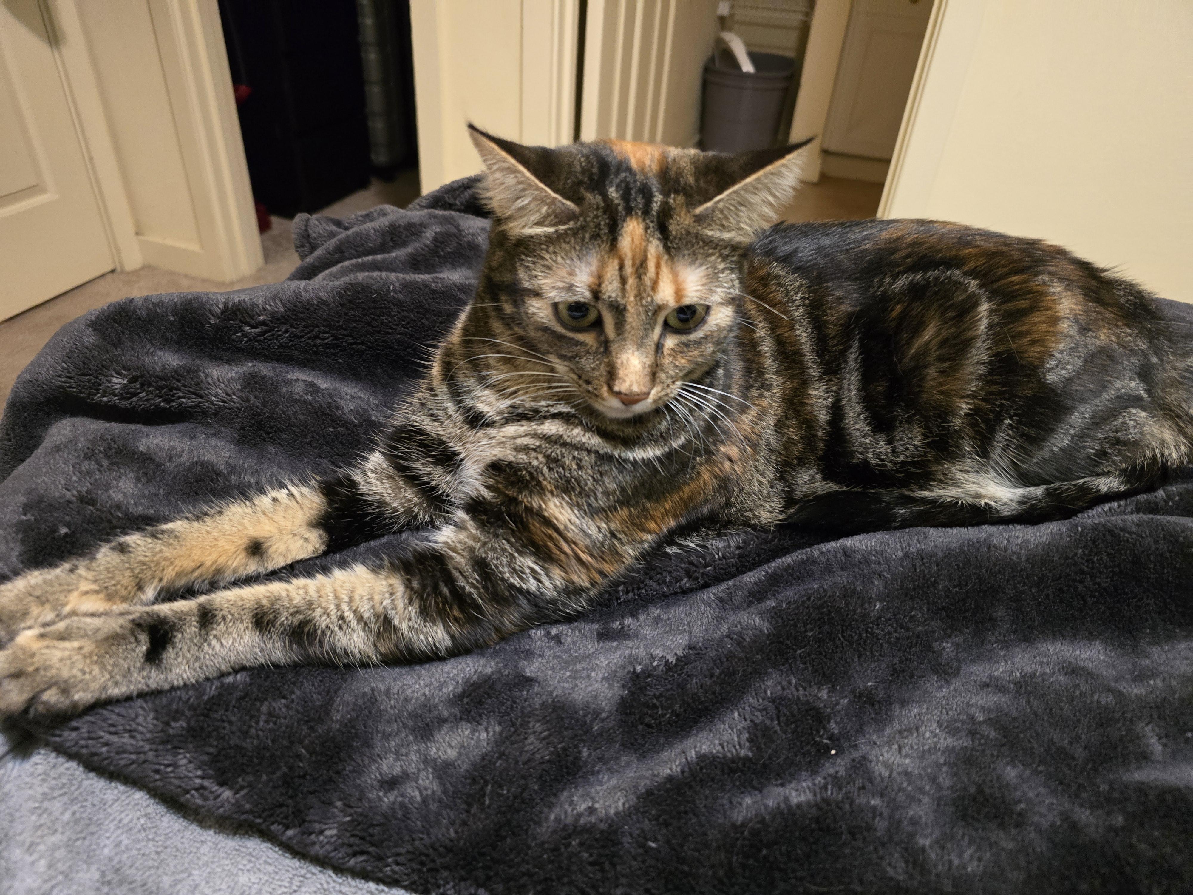 Enlarge Silly Sailor (Bonded with Dr. Clownius), a Adoptable Domestic Short Hair in Redmond, WA image 1/3