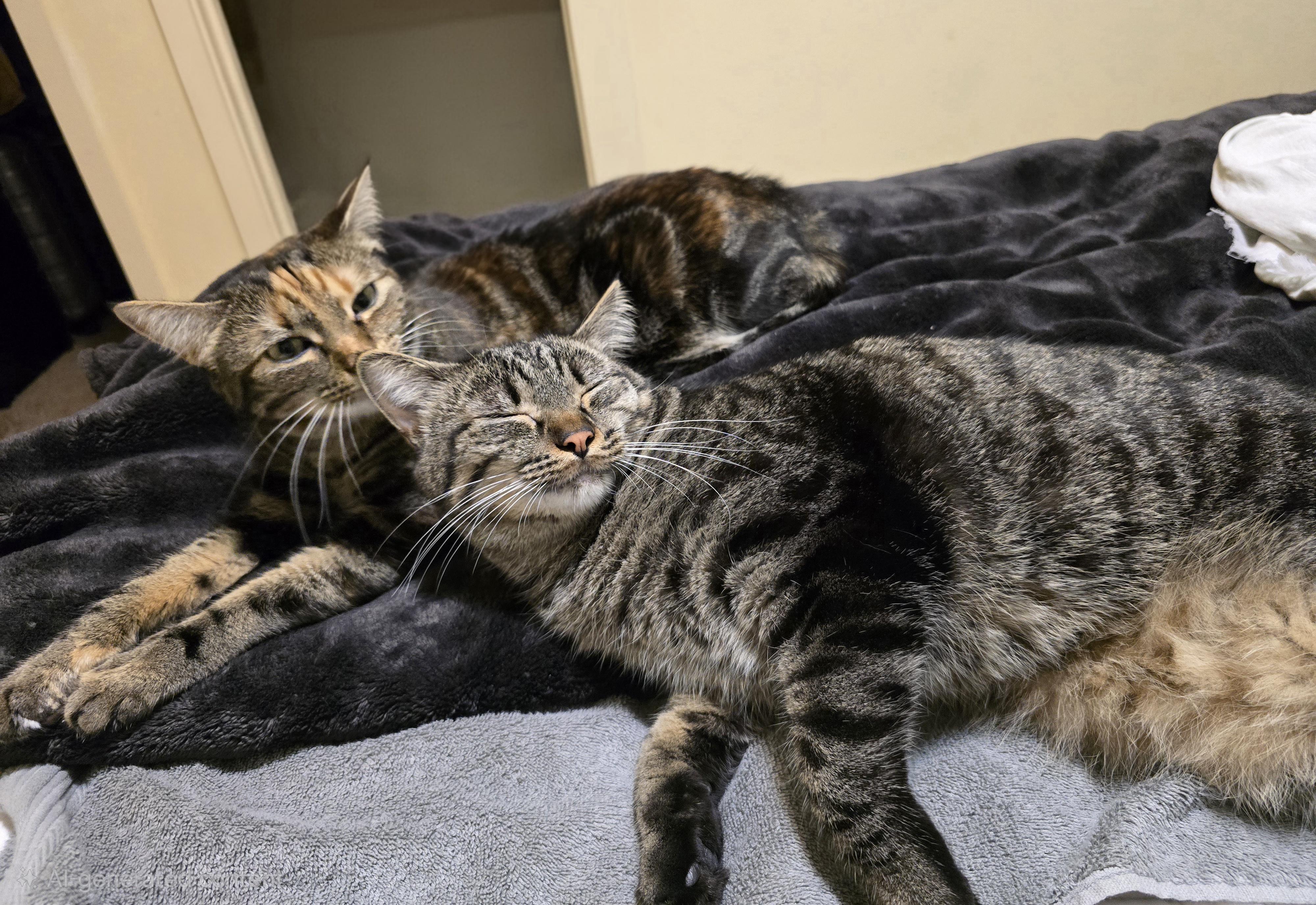 Enlarge Silly Sailor (Bonded with Dr. Clownius), a Adoptable Domestic Short Hair in Redmond, WA image 3/3