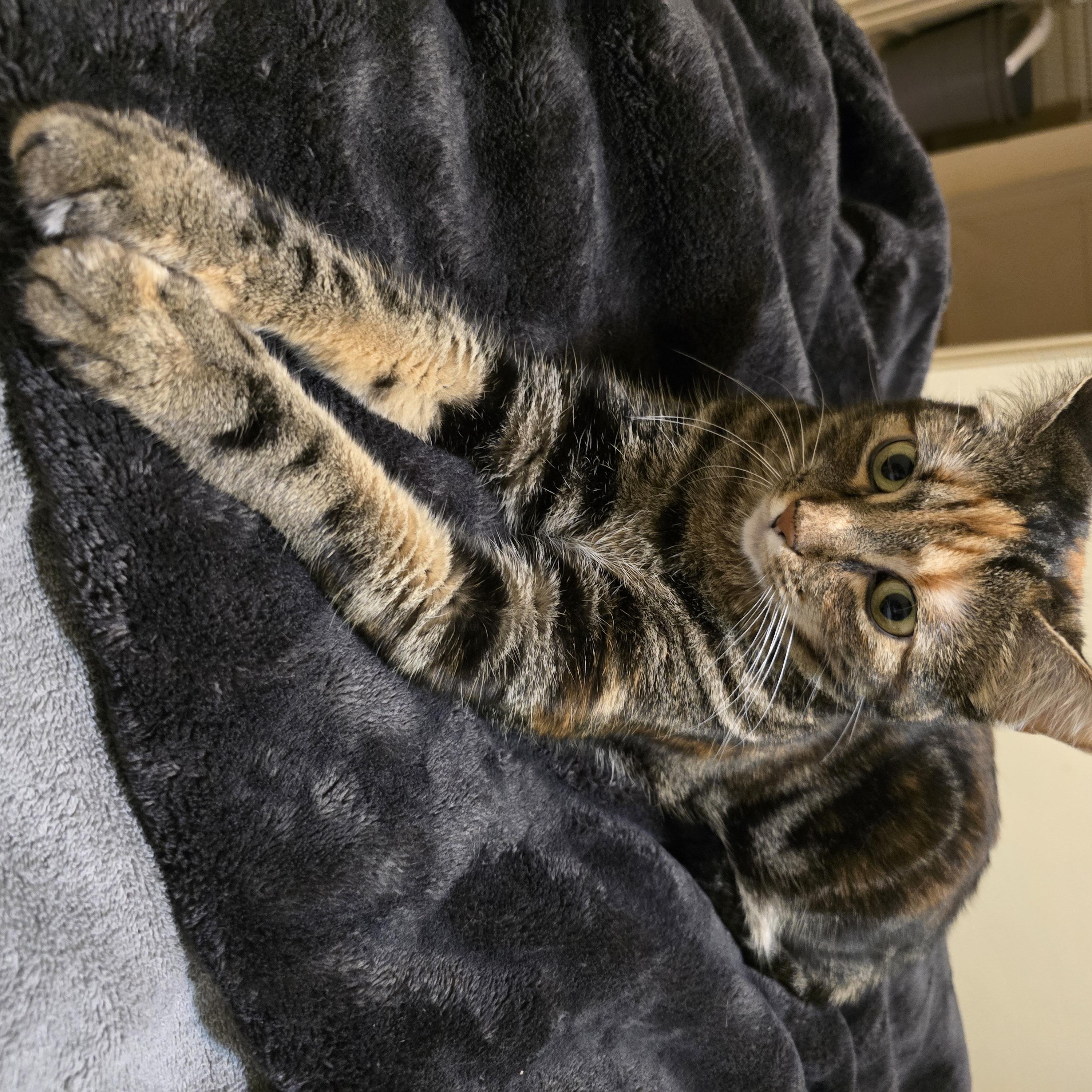 Enlarge Silly Sailor (Bonded with Dr. Clownius), a Adoptable Domestic Short Hair in Redmond, WA image 2/3