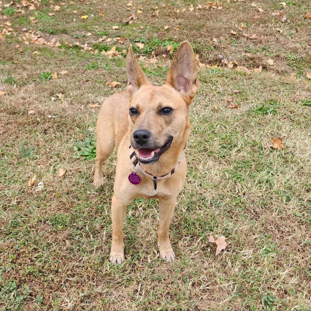 Piff, a Adoptable mixed breed in Fredericksburg, VA image 1/6