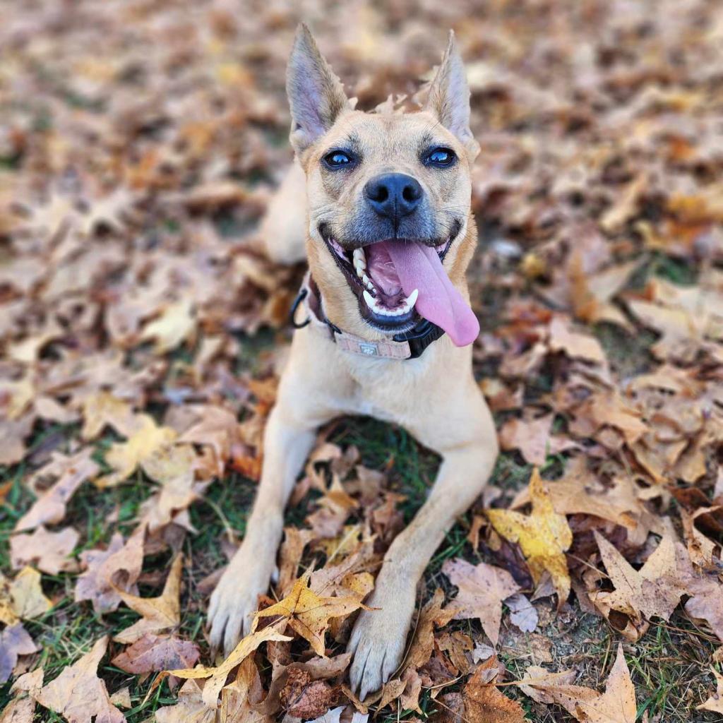 Piff, a Adoptable mixed breed in Fredericksburg, VA image 2/6