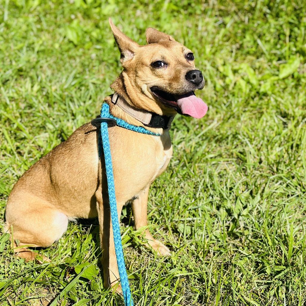 Piff, a Adoptable mixed breed in Fredericksburg, VA image 4/6