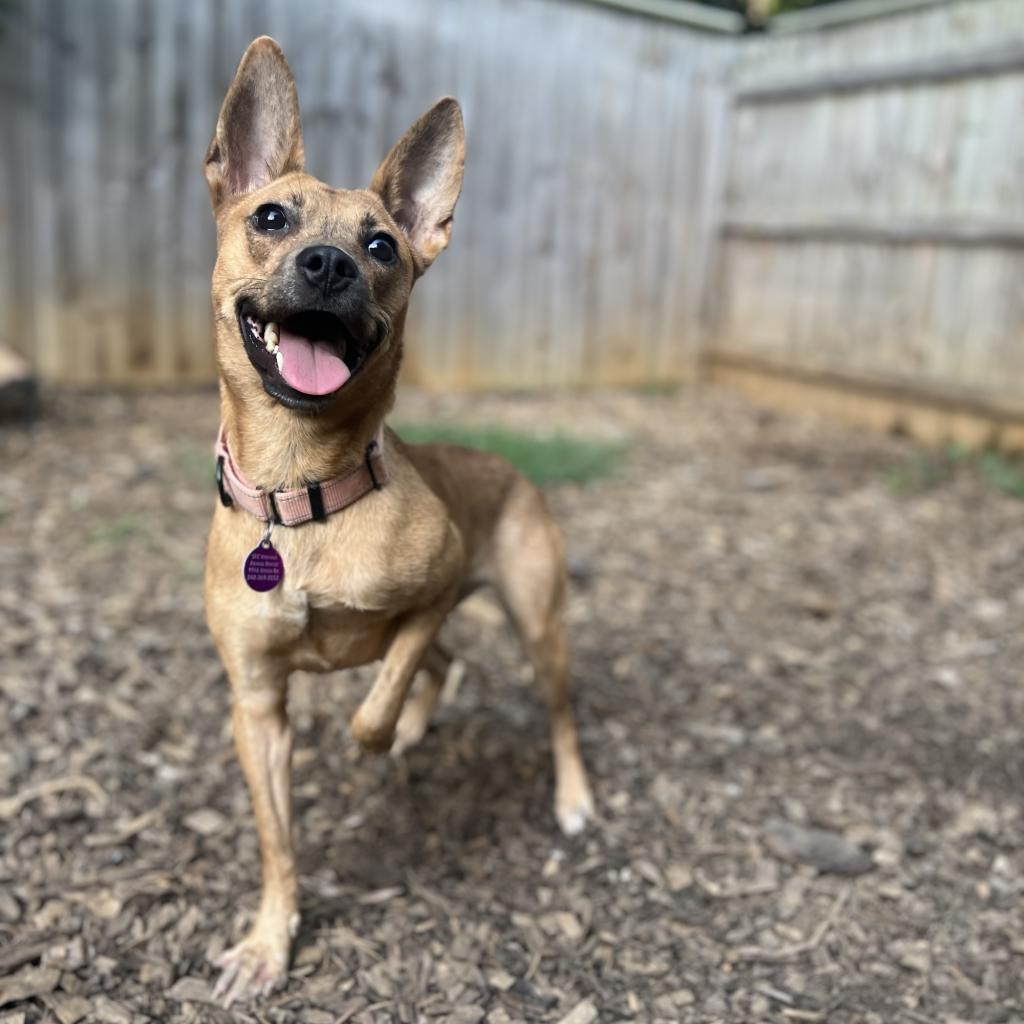 Piff, a Adoptable mixed breed in Fredericksburg, VA image 5/6