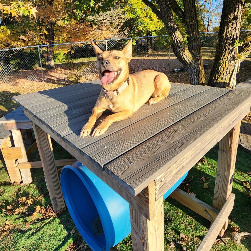 Piff, a Adoptable mixed breed in Fredericksburg, VA image 6/6