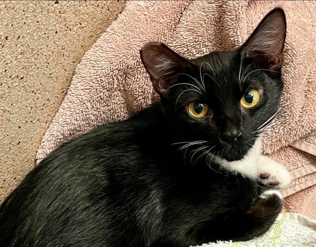 BRUCE, Adoptable, Young Male Domestic Short Hair.