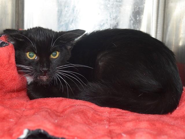 Enlarge BRUCE, a Adoptable Domestic Short Hair in Sacramento, CA image 1/1