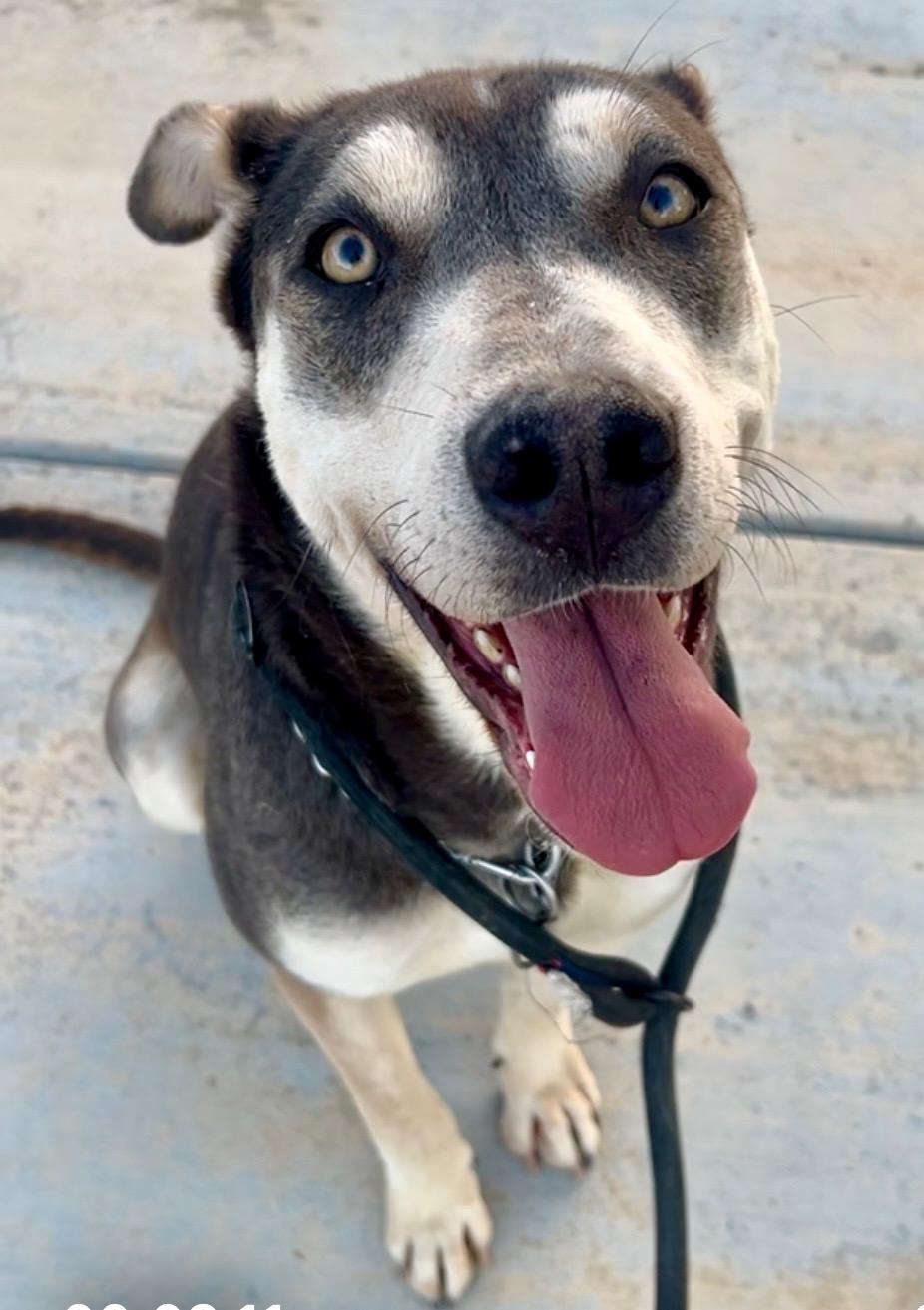 Enlarge April, a Adoptable mixed breed in Napa, CA image 6/6