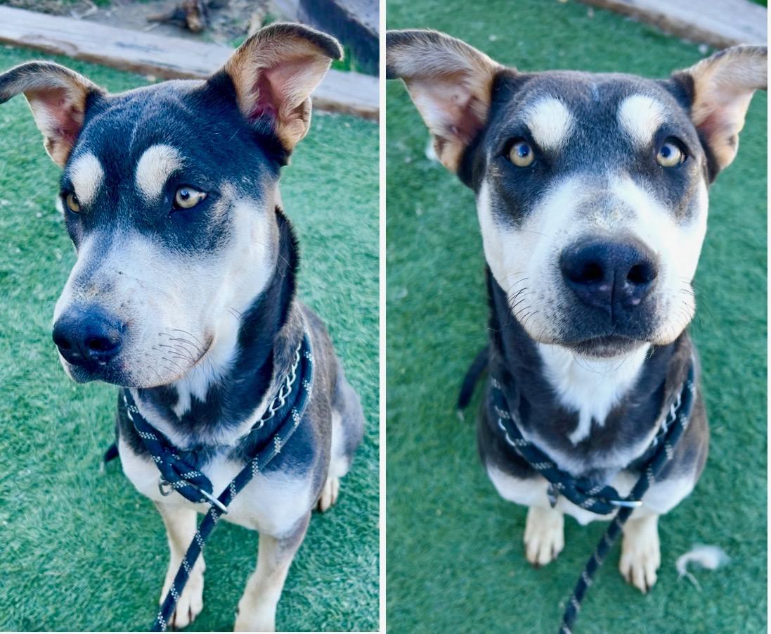 Enlarge April, a Adoptable mixed breed in Napa, CA image 4/6