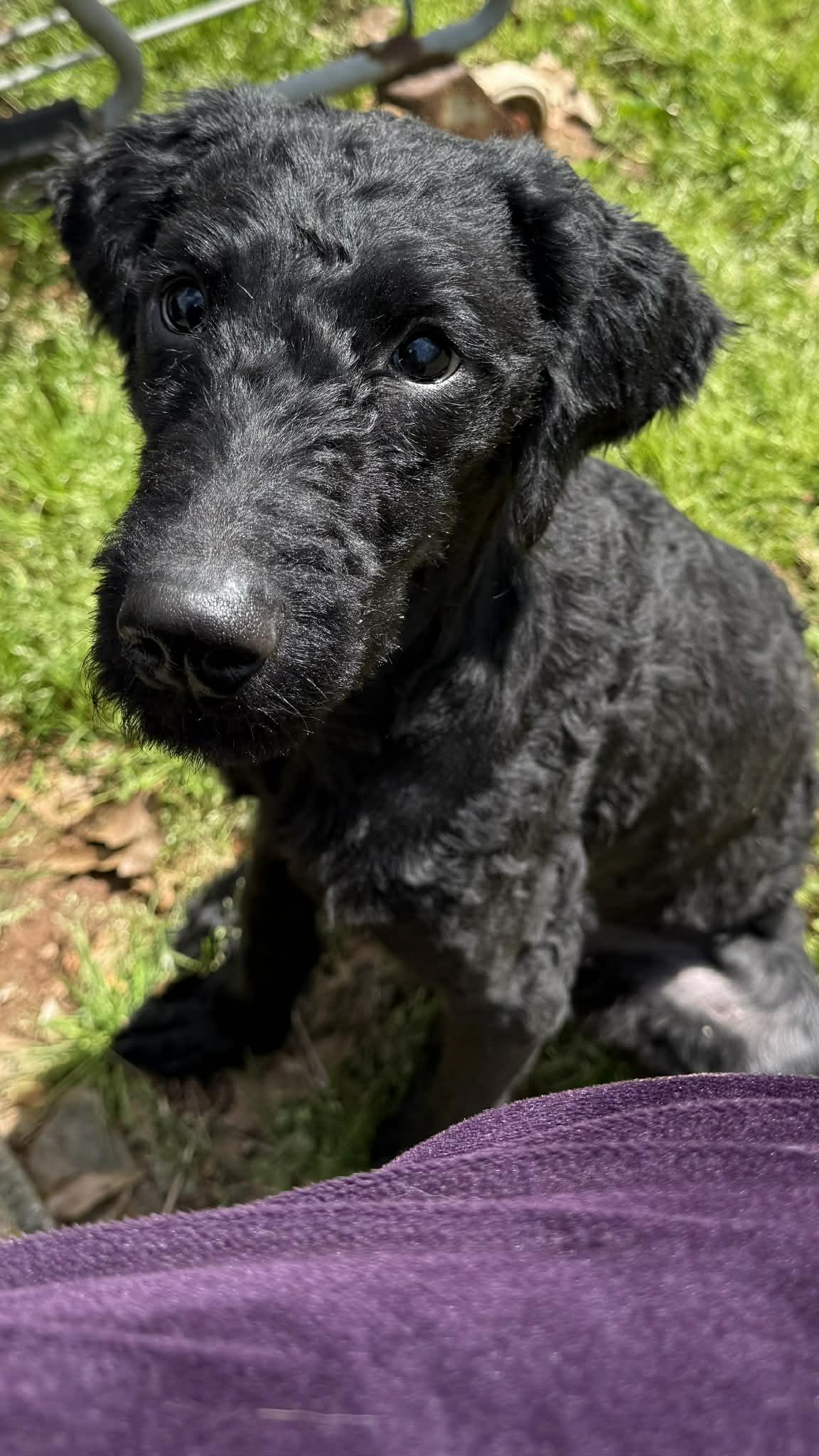 Enlarge Zoe, a ADOPTABLE mixed breed in Smyrna, GA image 5/5