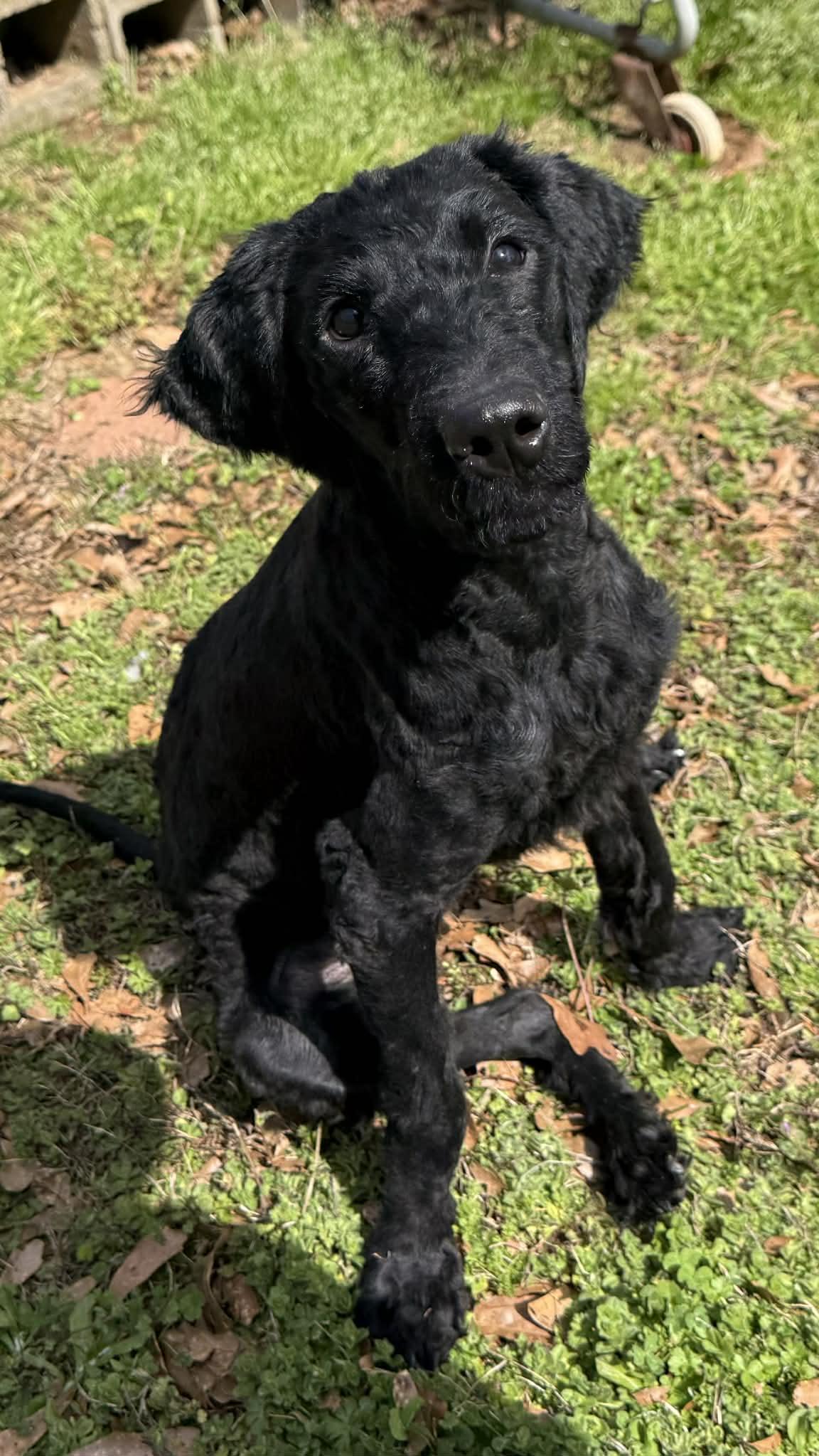Zoe, ADOPTABLE, Puppy Female Poodle & Labradoodle.