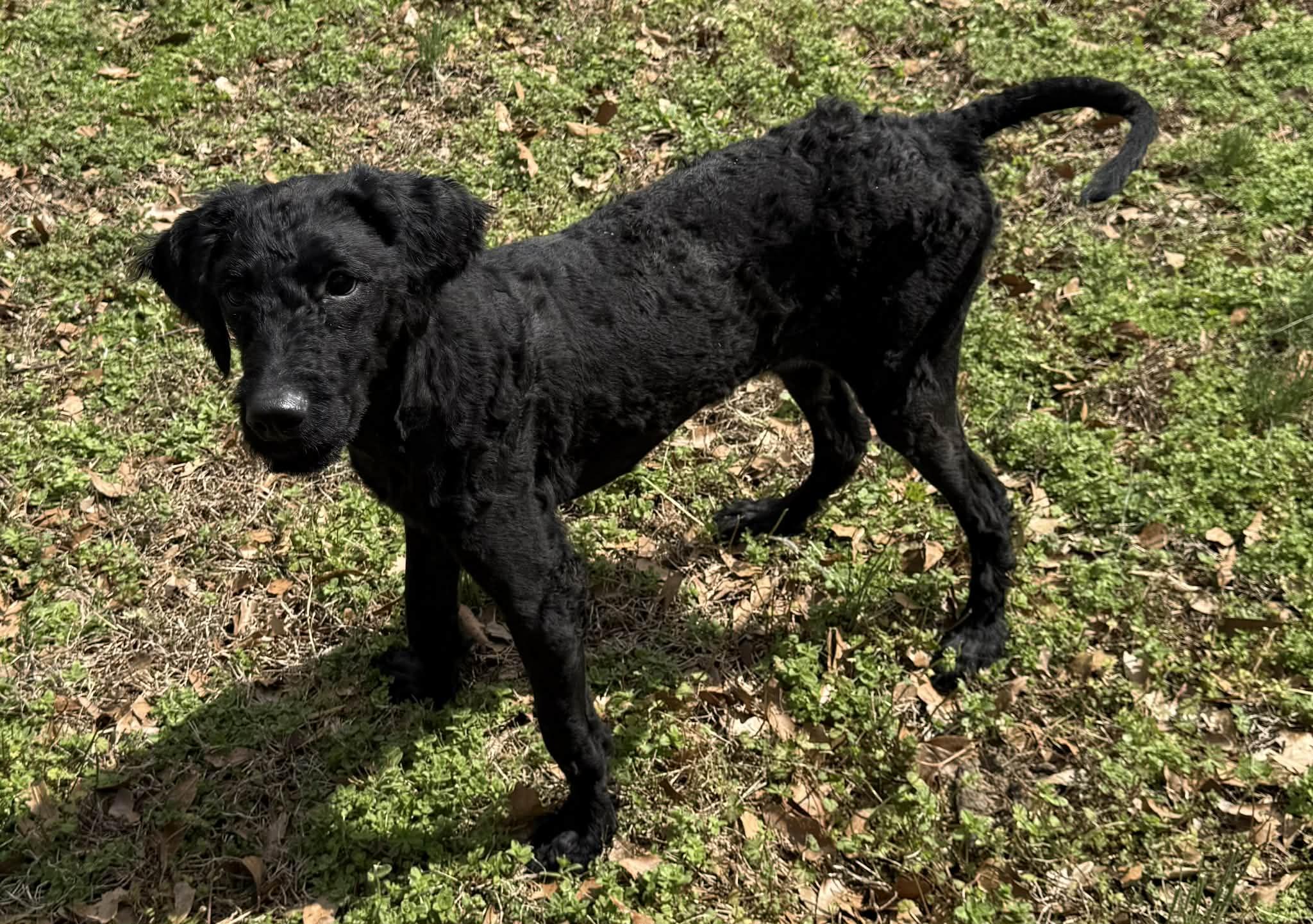 Enlarge Zoe, a ADOPTABLE mixed breed in Smyrna, GA image 2/5