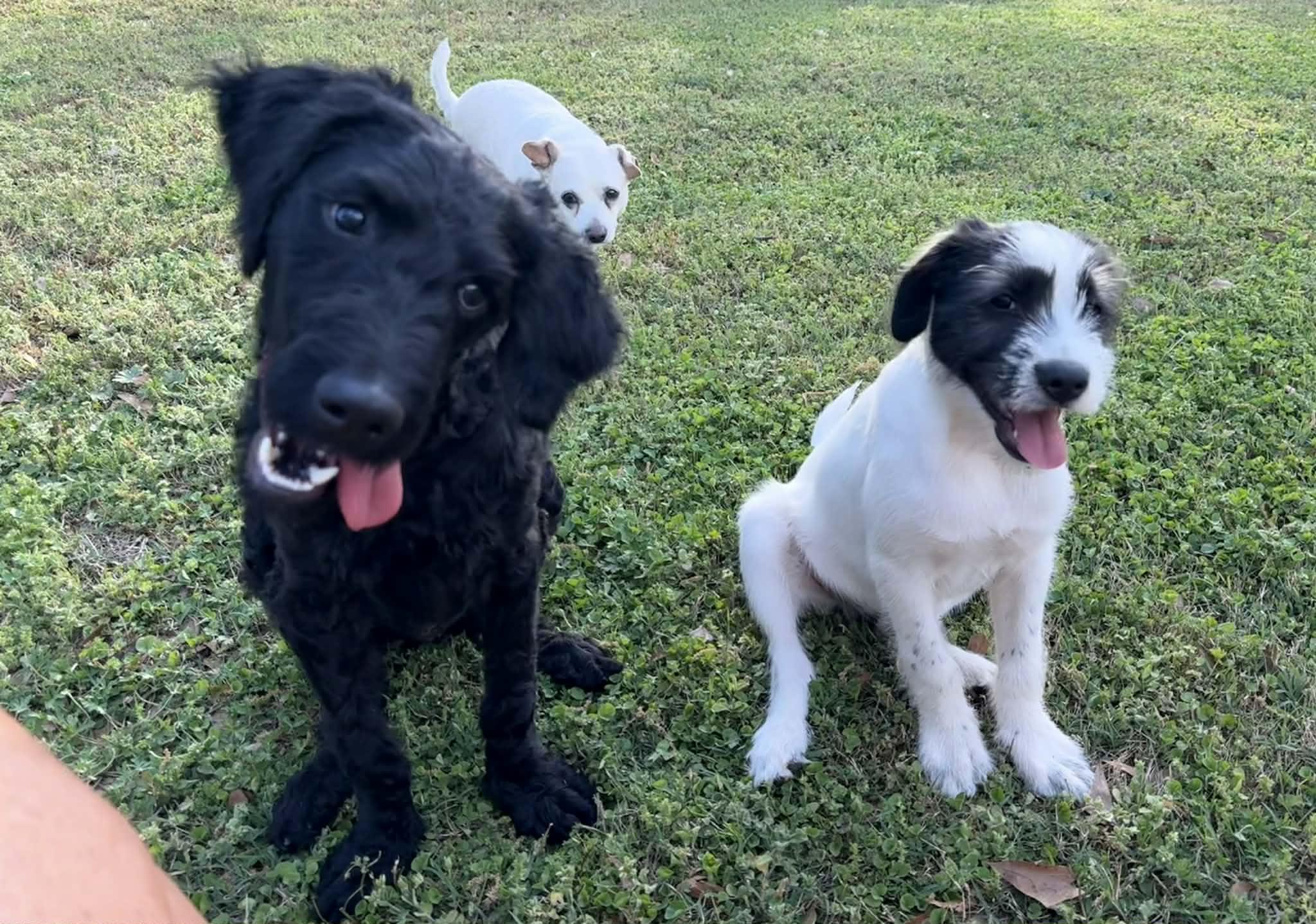 Enlarge Zoe, a ADOPTABLE mixed breed in Smyrna, GA image 5/5