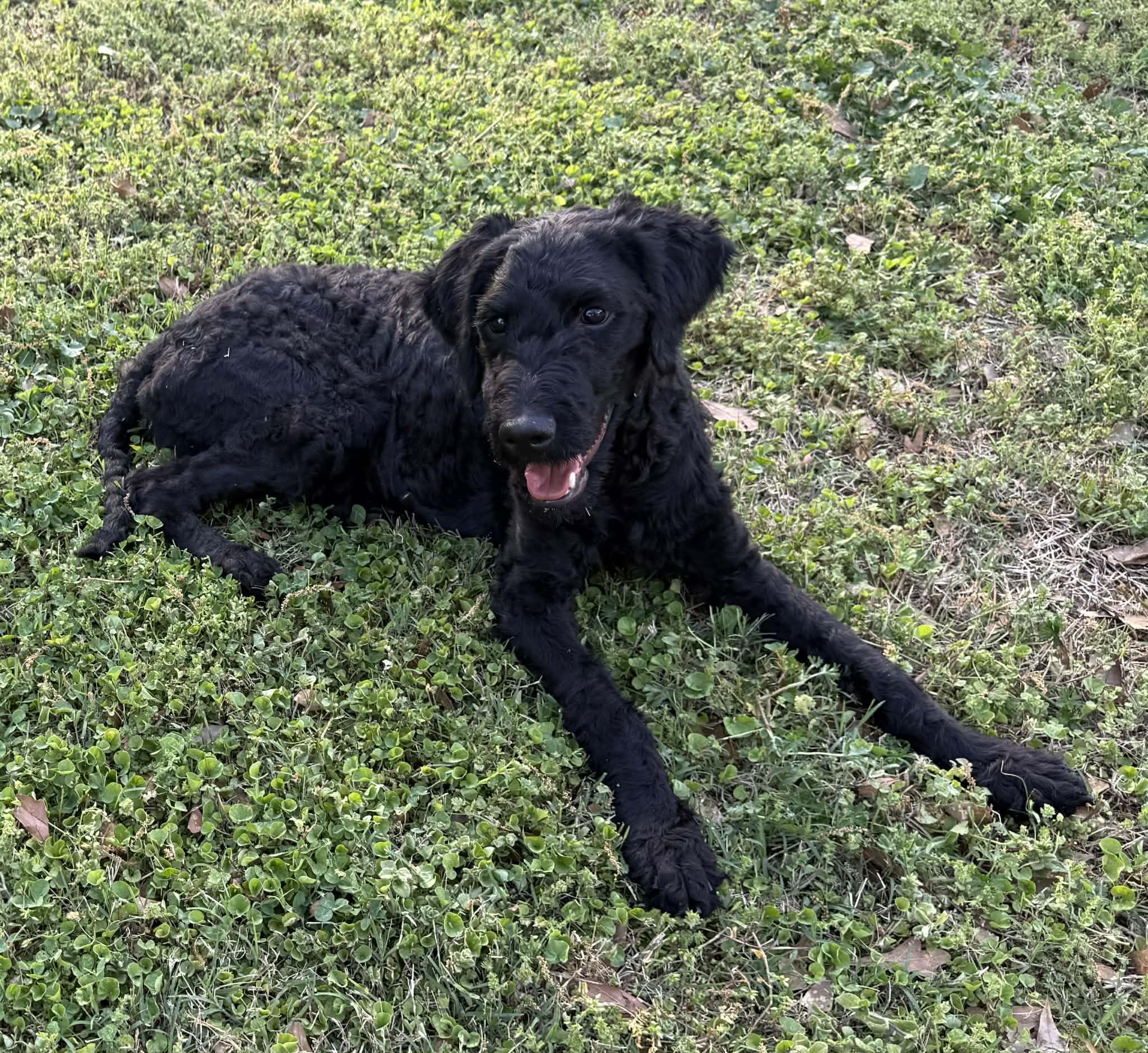 Enlarge Zoe, a ADOPTABLE mixed breed in Smyrna, GA image 4/5