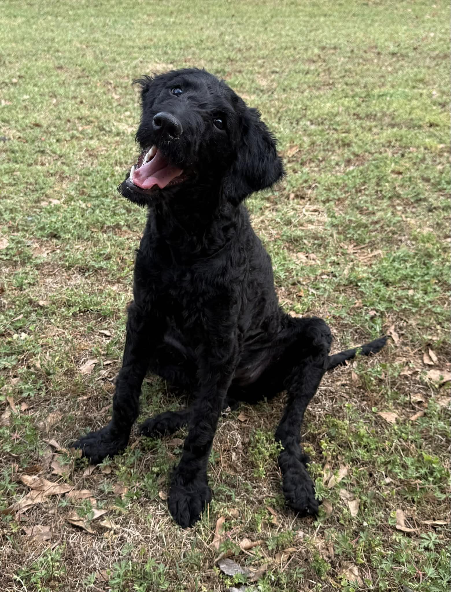 Enlarge Zoe, a ADOPTABLE mixed breed in Smyrna, GA image 1/5