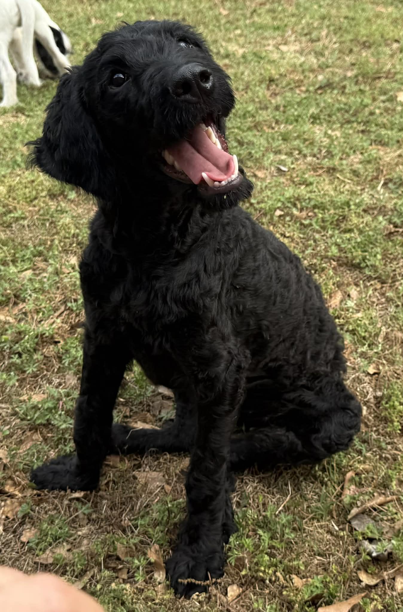 Enlarge Zoe, a ADOPTABLE mixed breed in Smyrna, GA image 3/5