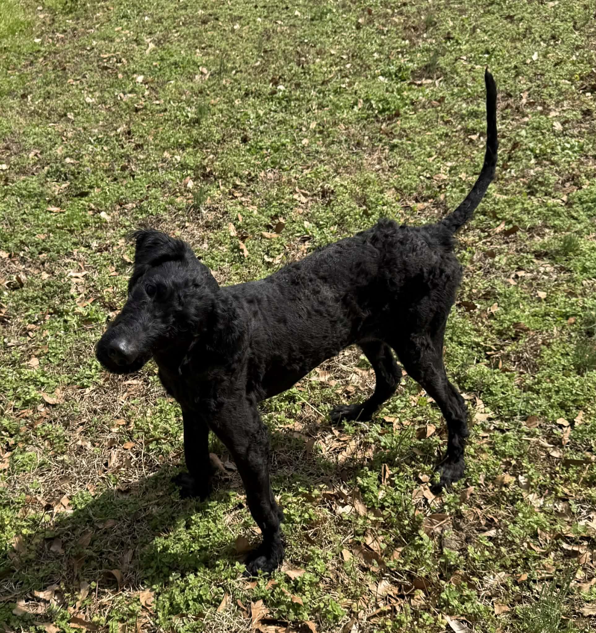 Enlarge Zoe, a ADOPTABLE mixed breed in Smyrna, GA image 4/5