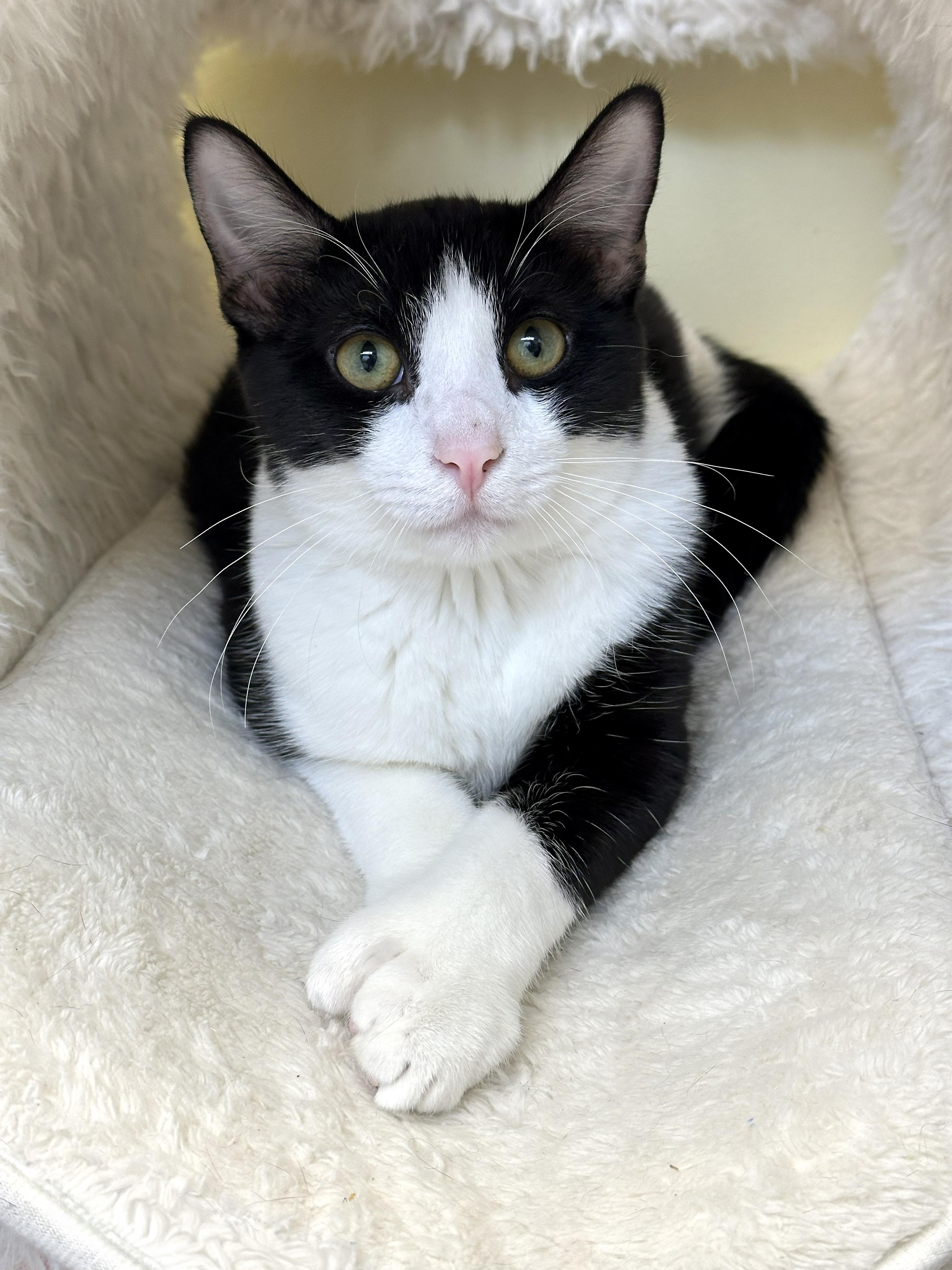 Enlarge Miller, a Adoptable Domestic Short Hair in Crystal Lake, IL image 5/6