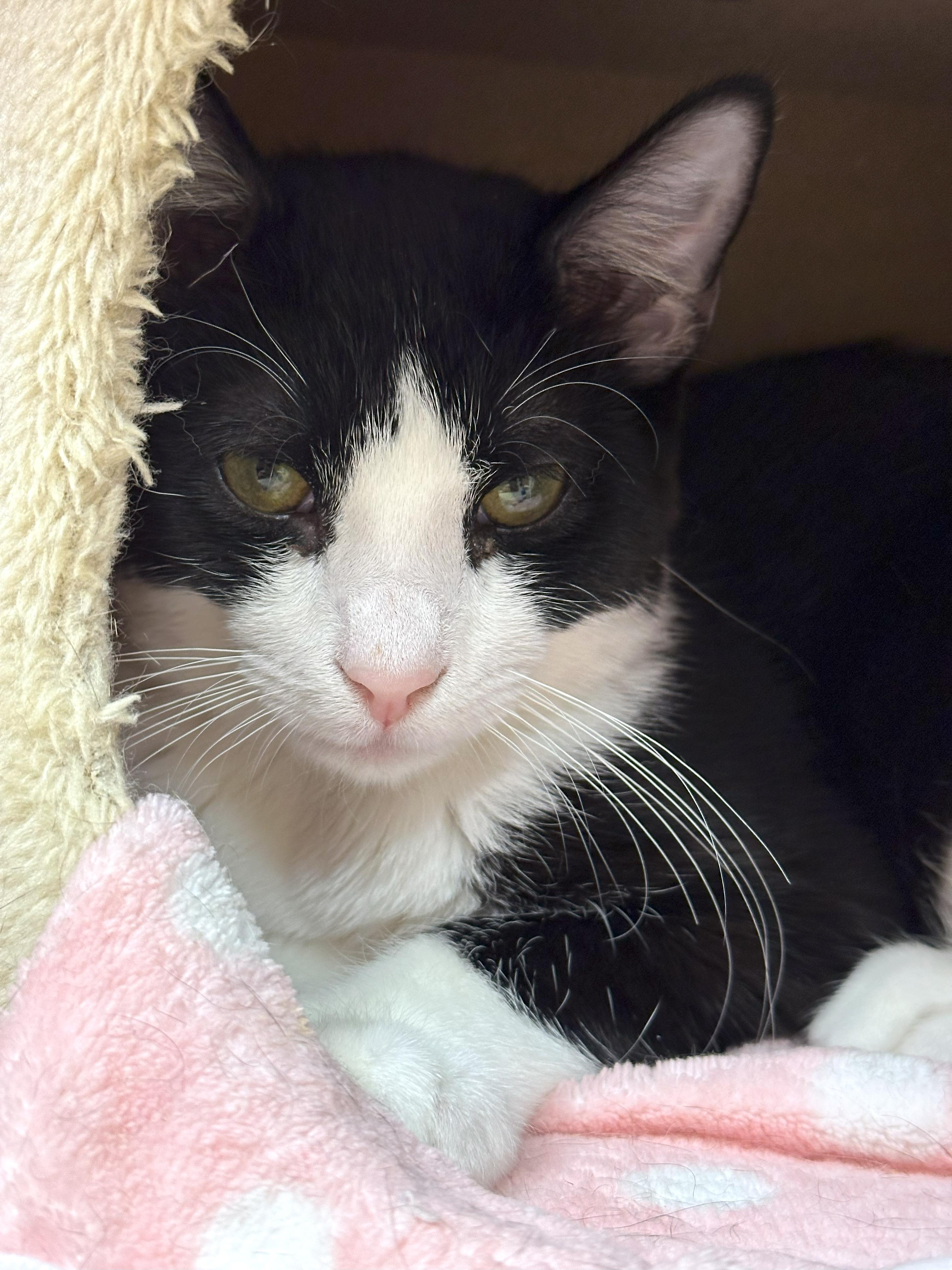 Enlarge Miller, a Adoptable Domestic Short Hair in Crystal Lake, IL image 3/6