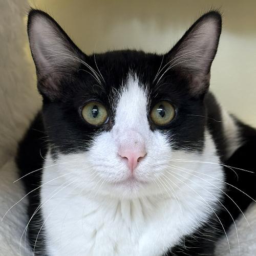 Enlarge Miller, a Adoptable Domestic Short Hair in Crystal Lake, IL image 1/6