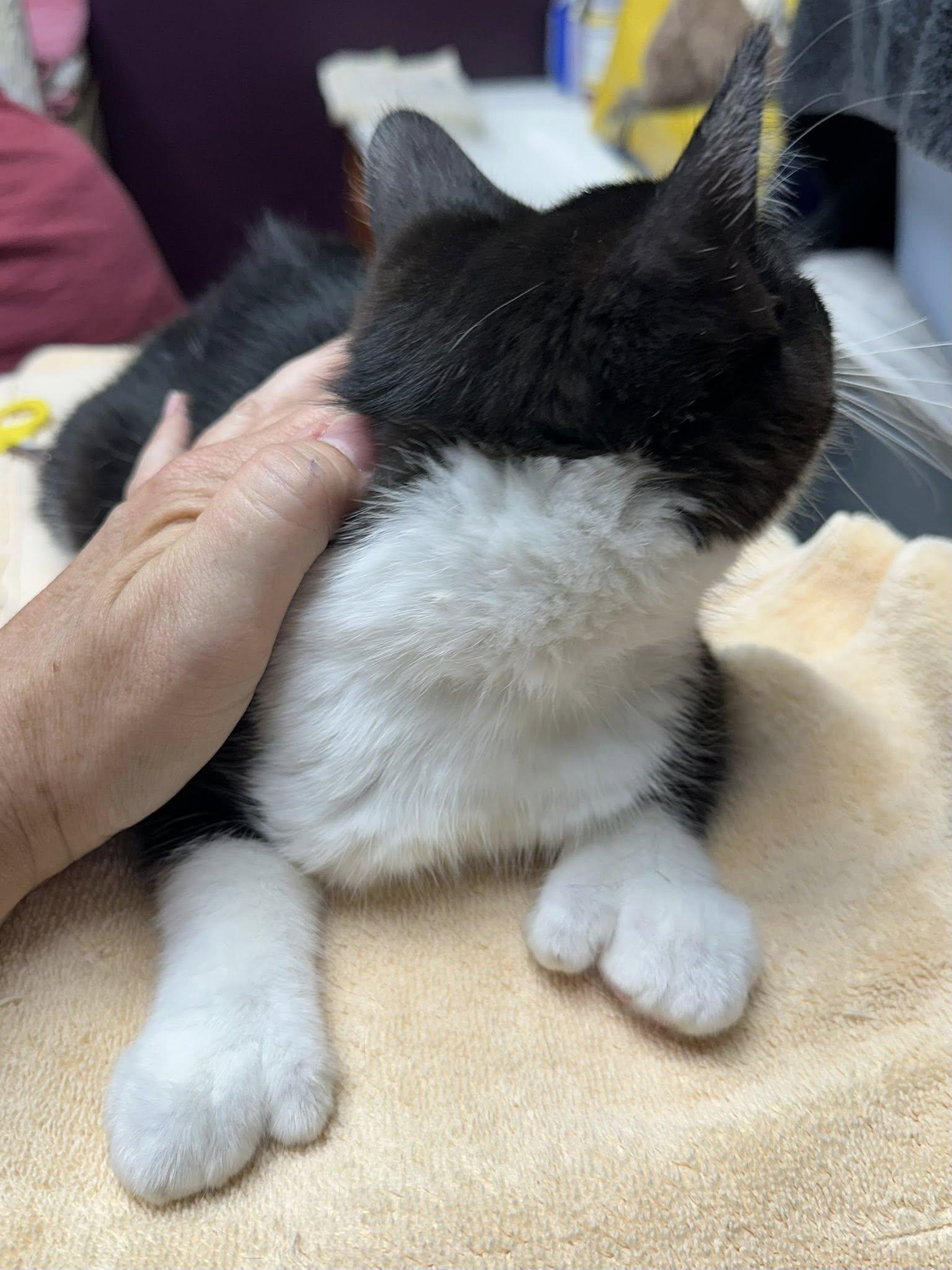 Enlarge Miller, a Adoptable Domestic Short Hair in Crystal Lake, IL image 2/6