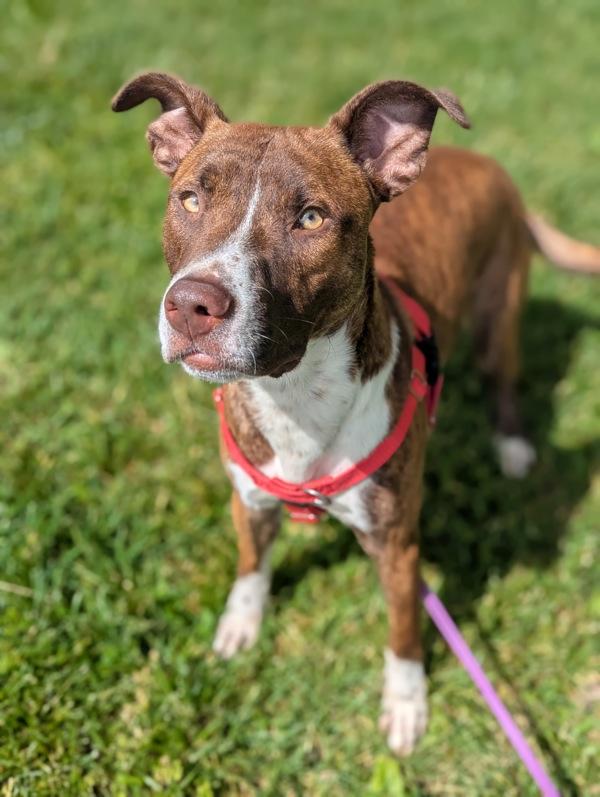 Funky Disco, Adoptable, Young Male Pit Bull Terrier.