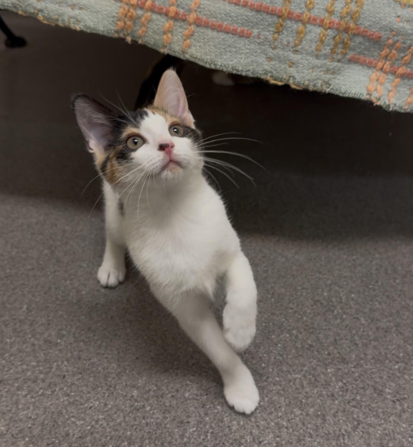 Enlarge Moonshine, a Adoptable Calico in New Rochelle, NY image 2/3
