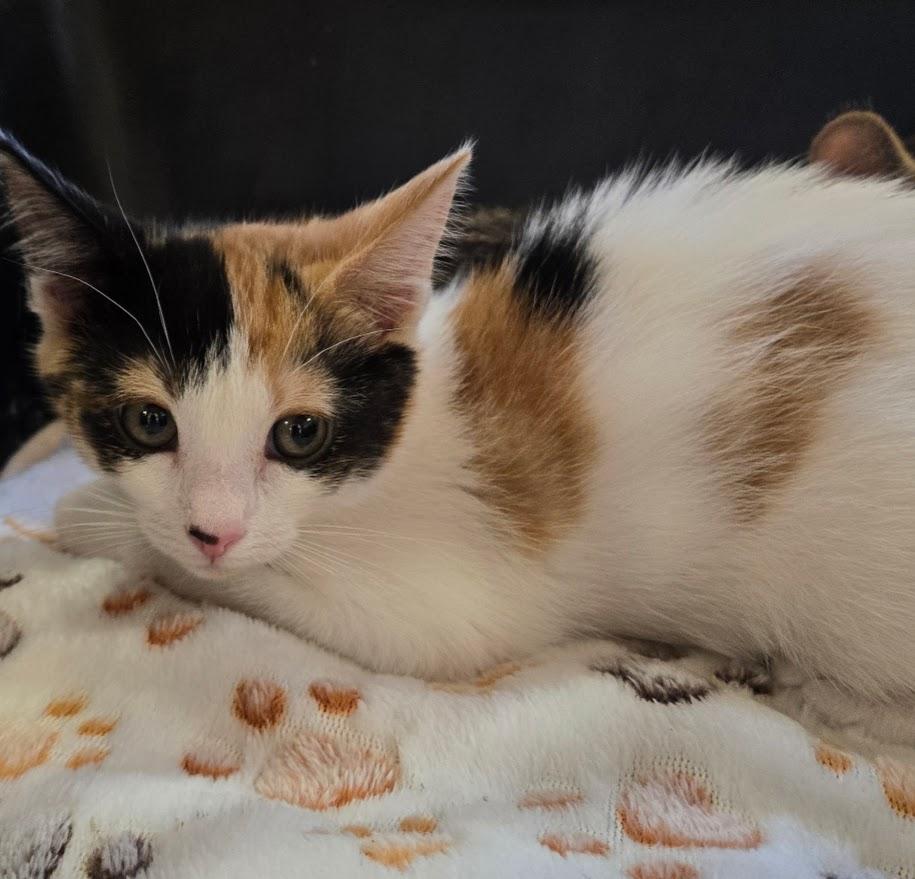 Enlarge Moonshine, a Adoptable Calico in New Rochelle, NY image 3/3