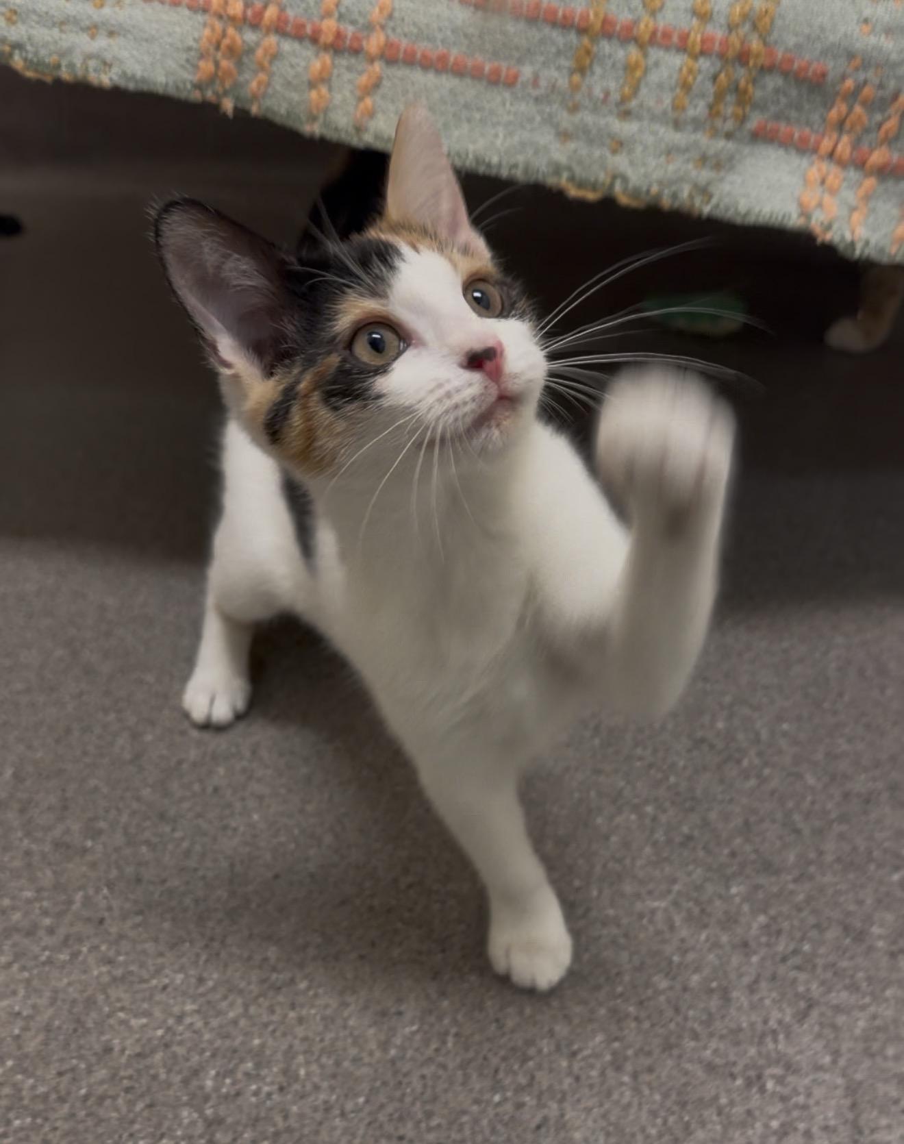 Enlarge Moonshine, a Adoptable Calico in New Rochelle, NY image 1/3