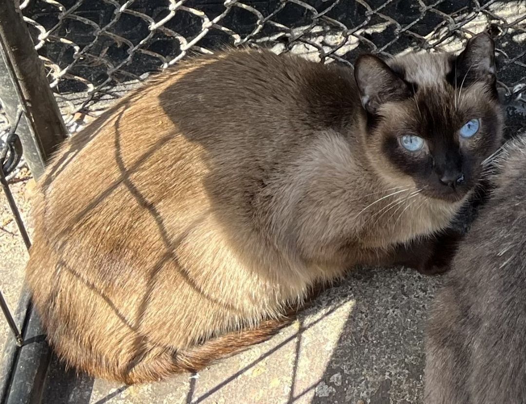 Ying, Adopted, Adult Female Siamese.