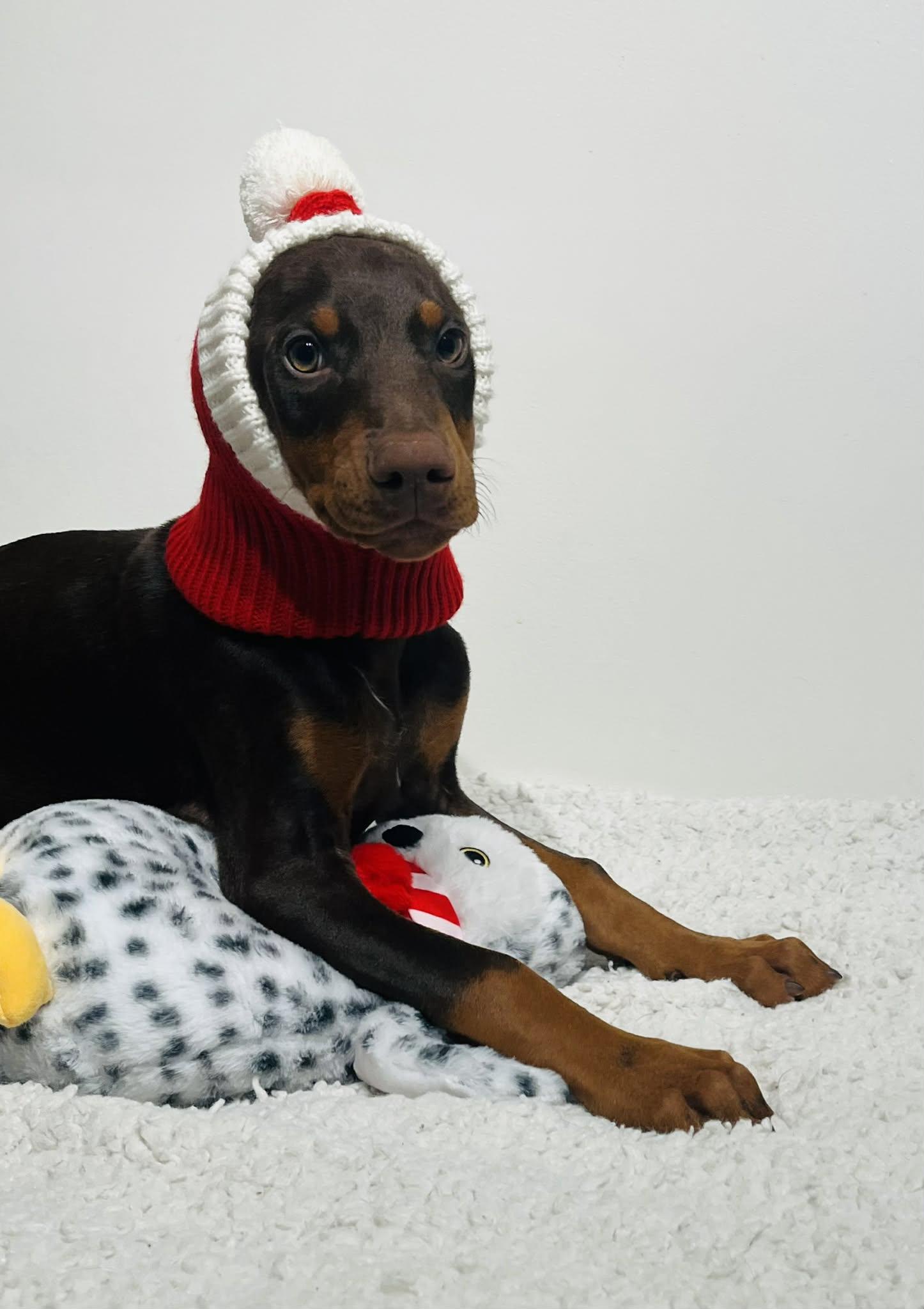 Enlarge Frankie , an adopted Doberman Pinscher in Brattleboro, VT image 2/6
