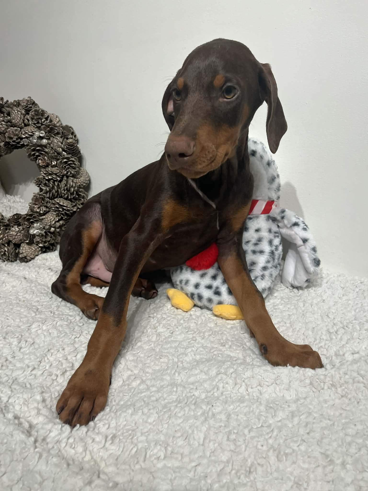 Enlarge Frankie , an adopted Doberman Pinscher in Brattleboro, VT image 3/6