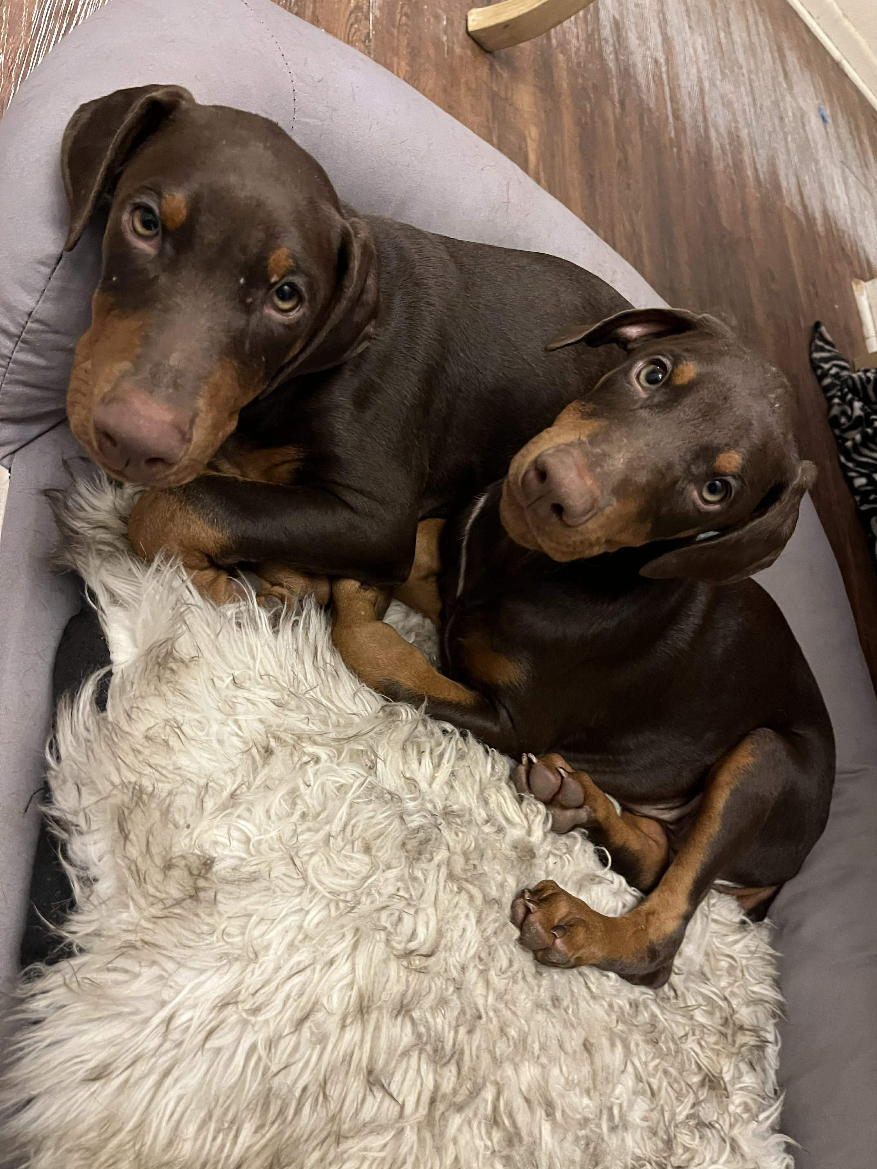 Enlarge Frankie , an adopted Doberman Pinscher in Brattleboro, VT image 5/6