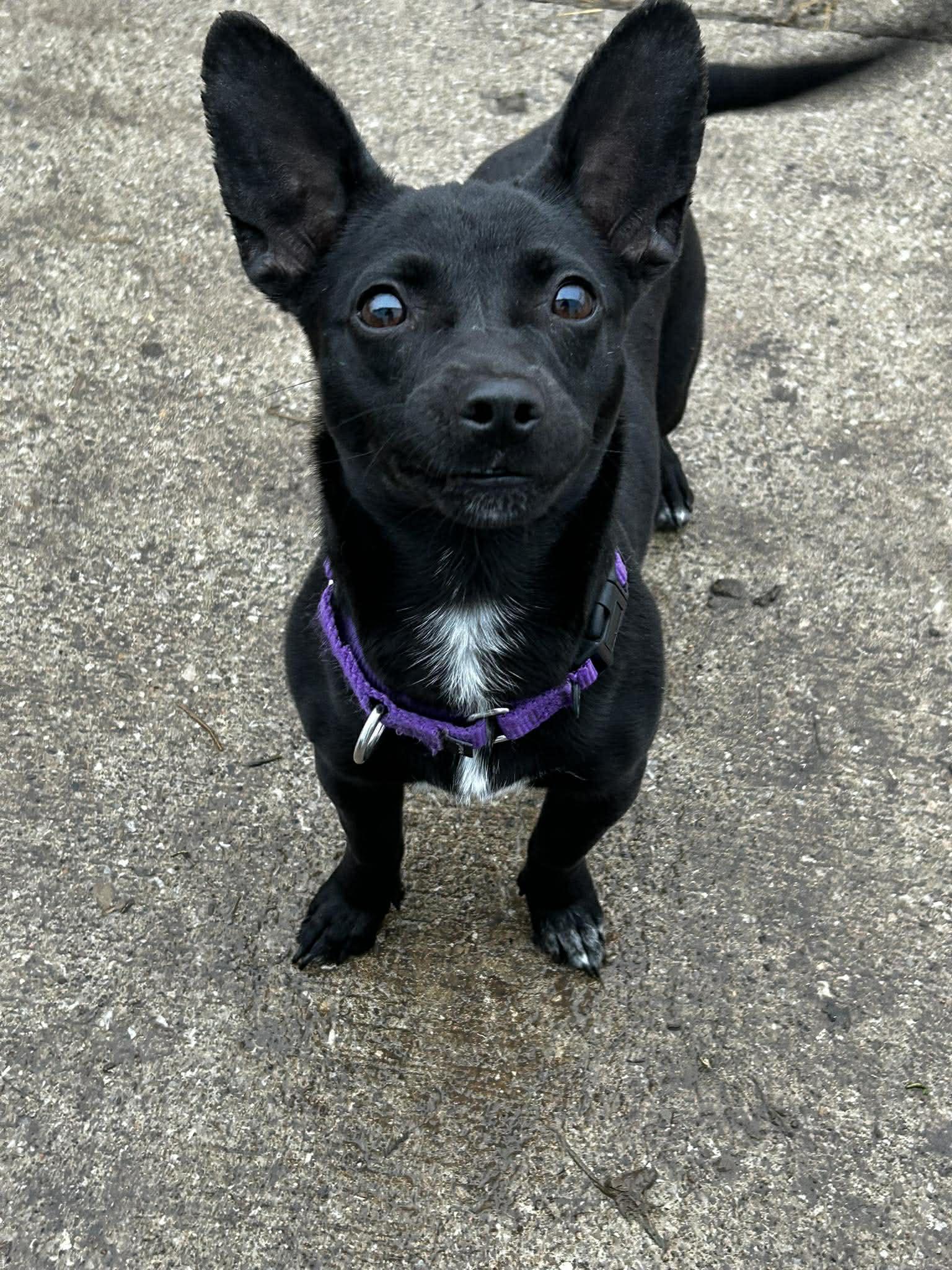 Enlarge Chi, an adopted mixed breed in Brunswick, OH image 2/5