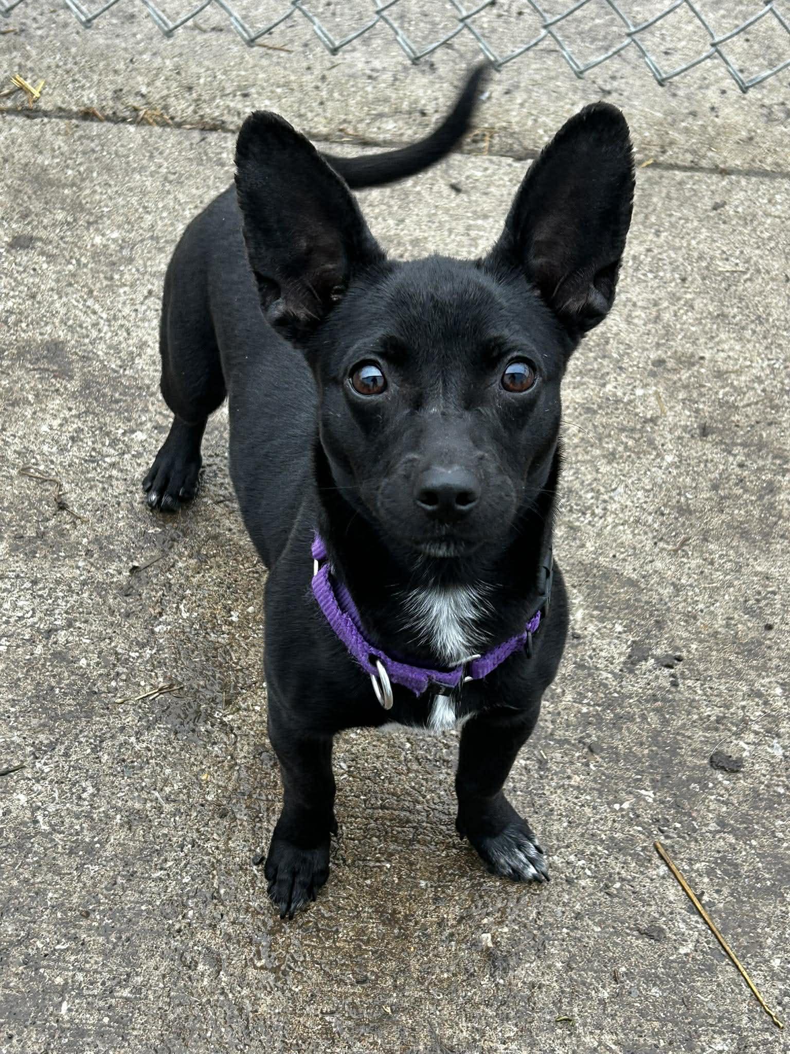 Enlarge Chi, an adopted mixed breed in Brunswick, OH image 1/5