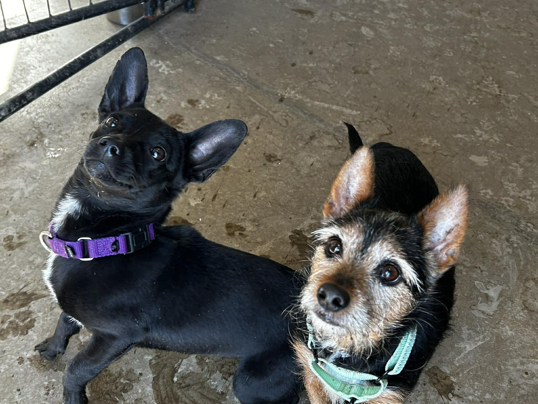 Enlarge Chi, an adopted mixed breed in Brunswick, OH image 5/5