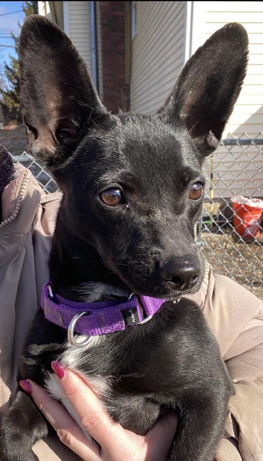 Enlarge Chi, an adopted mixed breed in Brunswick, OH image 3/5