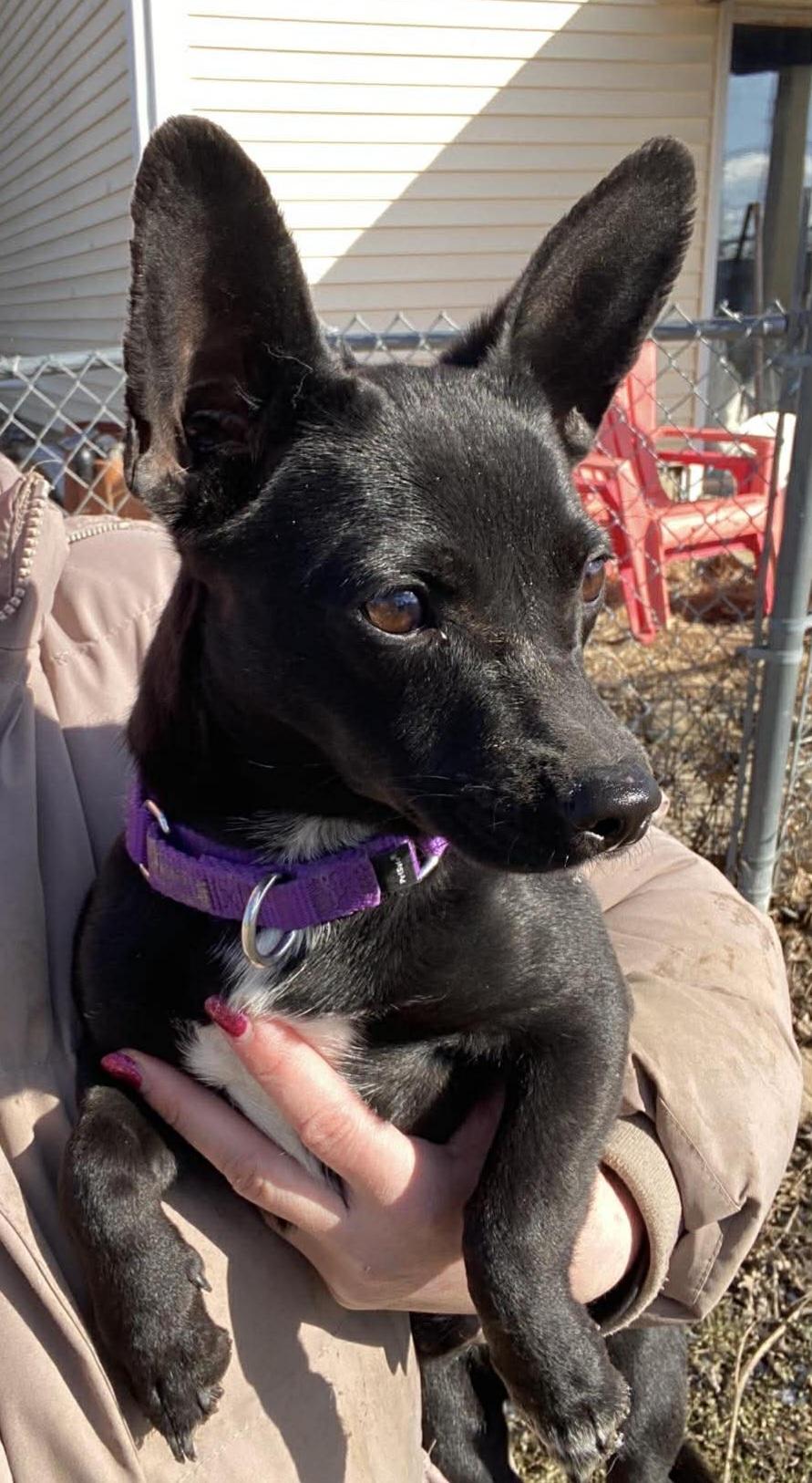 Enlarge Chi, an adopted mixed breed in Brunswick, OH image 4/5