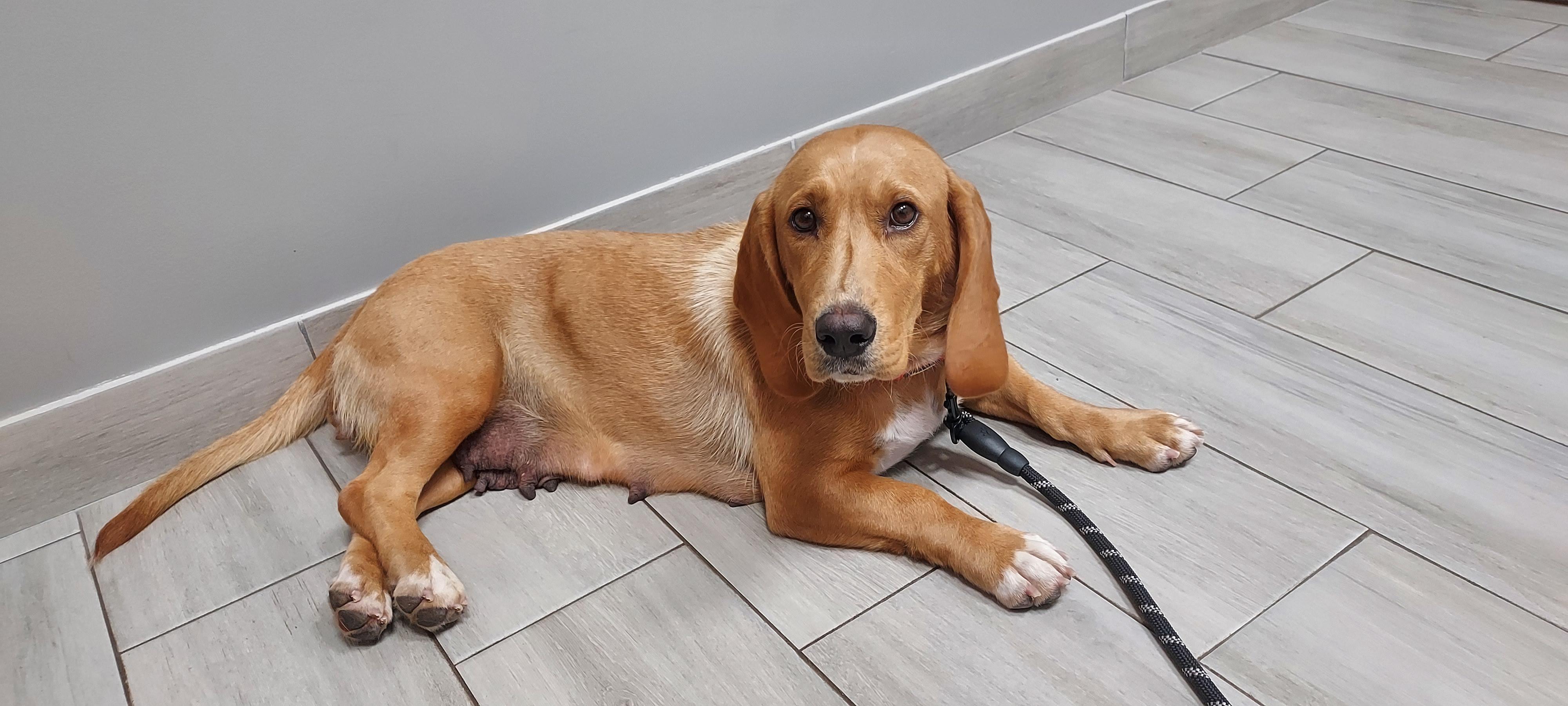 Enlarge Purdey Bonnie, a Adopted mixed breed in Huntley, IL image 5/5