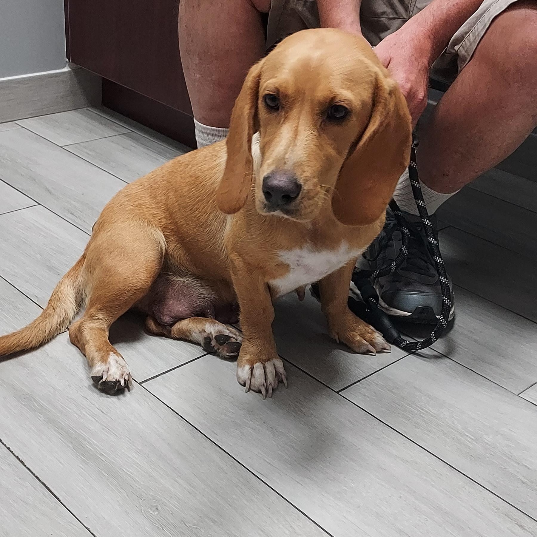 Enlarge Purdey Bonnie, a Adopted mixed breed in Huntley, IL image 4/5