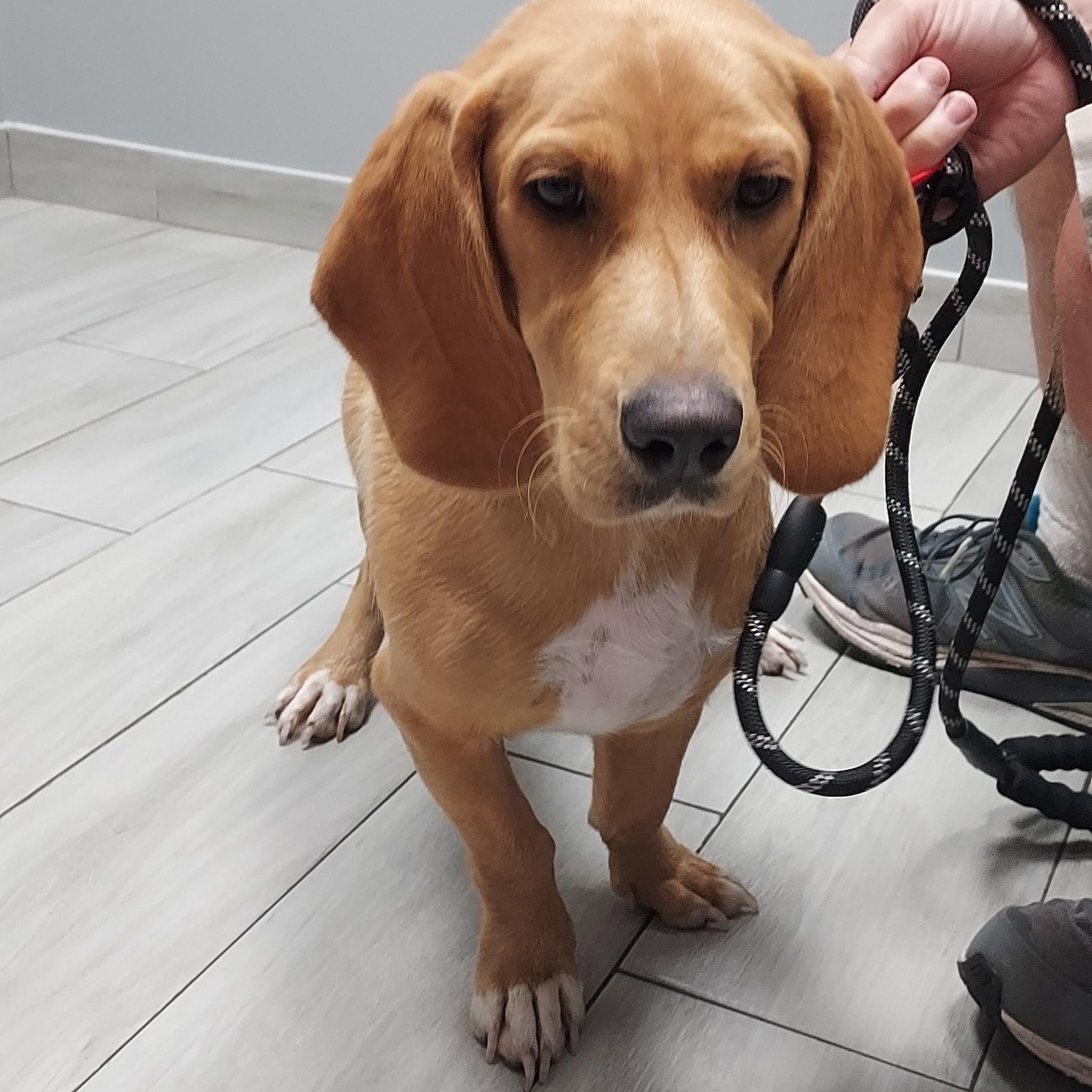 Purdey Bonnie, Adopted, Adult Female Basset Hound & Yellow Labrador Retriever.