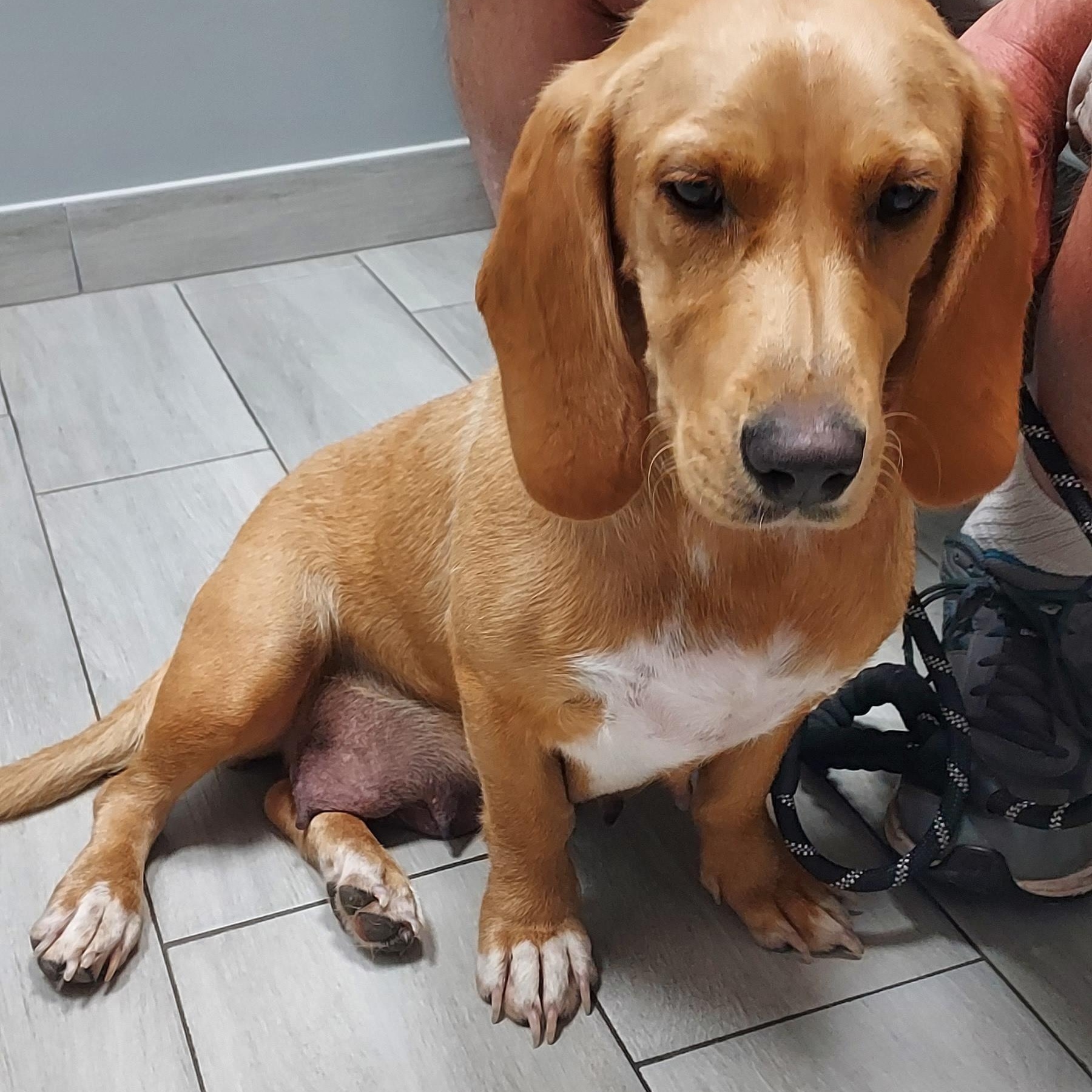 Enlarge Purdey Bonnie, a Adopted mixed breed in Huntley, IL image 3/5